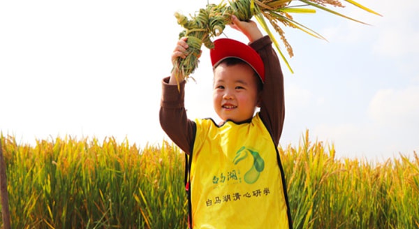 【白马湖清心研学】风吹稻浪，秋收正好~白马湖秋收大作战研学活动杰出回首