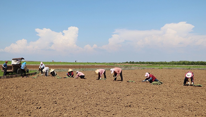 白马湖景区向日葵苗移栽工作有序发展